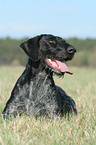 German wirehaired Pointer
