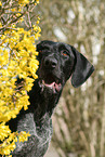 German wirehaired Pointer