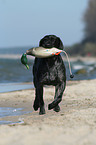 German wirehaired Pointer