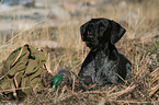 German wirehaired Pointer