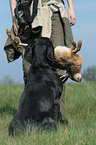 German wirehaired Pointer