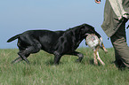 German wirehaired Pointer