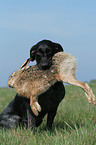 German wirehaired Pointer