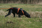 German wirehaired Pointer