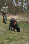 German wirehaired Pointer