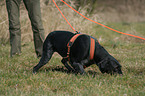 German wirehaired Pointer