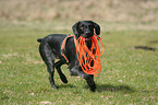 German wirehaired Pointer