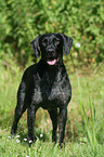 standing German wirehaired Pointer