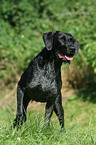standing German wirehaired Pointer