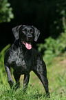 standing German wirehaired Pointer
