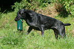 German wirehaired Pointer apporting dummy