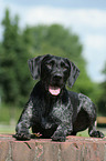 lying German wirehaired Pointer