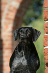 German wirehaired Pointer portrait