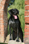 standing German wirehaired Pointer