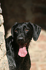 German wirehaired Pointer Portrait