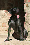 sitting German wirehaired Pointer