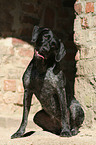 sitting German wirehaired Pointer