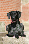 lyingGerman wirehaired Pointer