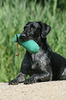 German wirehaired Pointer with dummy
