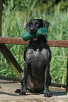 German wirehaired Pointer with dummy