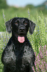 German wirehaired Pointer portrait