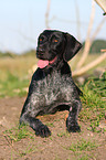 German Wirehaired Pointer