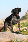 German Wirehaired Pointer