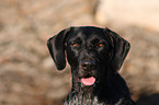 German wirehaired Portrait