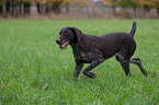 trotting German wirehaired Pointer
