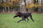 German wirehaired Pointer with pheasant