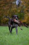 German wirehaired Pointer with pheasant