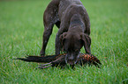 German wirehaired Pointer with pheasant