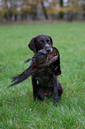 German wirehaired Pointer with pheasant