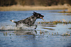 playing German wirehaired Pointer