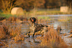 German wirehaired Pointer