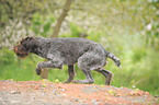 German wirehaired Pointer