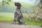 German wirehaired Pointer