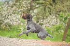 German wirehaired Pointer