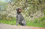 German wirehaired Pointer