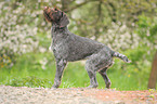 German wirehaired Pointer