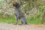 German wirehaired Pointer