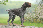 German wirehaired Pointer