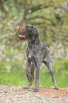 German wirehaired Pointer