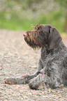 German wirehaired Pointer