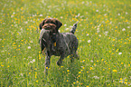 hunting with German wirehaired Pointer