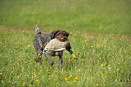 hunting with German wirehaired Pointer