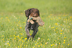 retrieving German wirehaired Pointer