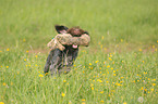 retrieving German wirehaired Pointer