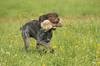 retrieving German wirehaired Pointer