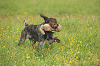 retrieving German wirehaired Pointer